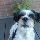 Foto van Baasje van Spaiky† en Odie