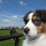 Foto van Baasje van Spaiky† en Odie