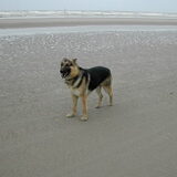 Hei lieve vriend...beetje uitwaaien! Zorra