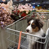 Foto van Baasje van Spaiky† en Odie