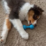 Foto van Baasje van Spaiky† en Odie