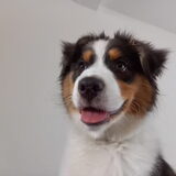 Foto van Baasje van Spaiky† en Odie