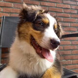 Foto van Baasje van Spaiky† en Odie