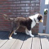 Foto van Baasje van Spaiky† en Odie