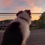Foto van Baasje van Spaiky† en Odie