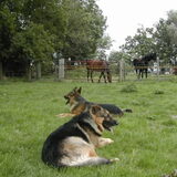 Effe de paarden in de gaten houwe