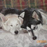 Yindi en King