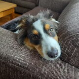 Foto van Baasje van Spaiky† en Odie