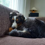 Foto van Baasje van Spaiky† en Odie