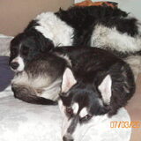 Noekie en Zorro. Zeldzaam moment, want niemand mag ooit bij Heer Zorro…