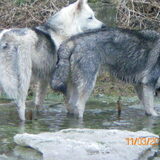 De broertjes. Overal samen. King en Ozzy