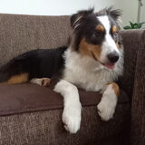 Foto van Baasje van Spaiky† en Odie