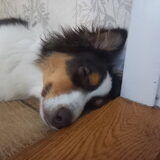 Foto van Baasje van Spaiky† en Odie