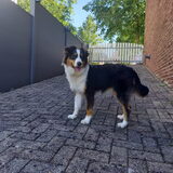Foto van Baasje van Spaiky† en Odie