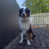 Foto van Baasje van Spaiky† en Odie