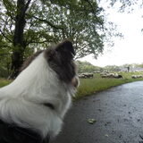 Foto van Baasje van Spaiky† en Odie