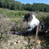Foto van Baasje van Spaiky† en Odie