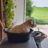 Foto van sylvia