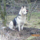 Yindi