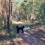 Foto van sylvia
