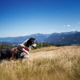 Foto van Bush dog