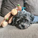 Foto van Milou
