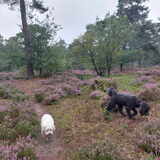 Foto van sylvia