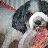 Foto van liesbeth,Turbo,Luna, Levi en Faith