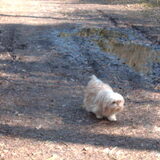 Foto van liesbeth,Turbo,Luna, Levi en Faith