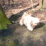 Foto van liesbeth,Turbo,Luna, Levi en Faith