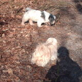 Foto van liesbeth,Turbo,Luna, Levi en Faith