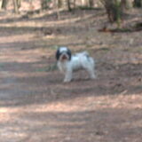 Foto van liesbeth,Turbo,Luna, Levi en Faith