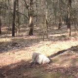 Wat ruikt het toch heerlijk zo in het bos..