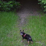 Balou in het bos.