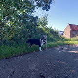 Foto van Baasje van Spaiky† en Odie