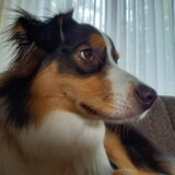 Foto van Baasje van Spaiky† en Odie