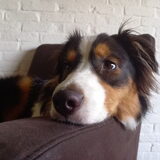 Foto van Baasje van Spaiky† en Odie