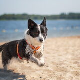 Foto van Bush dog