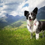 Foto van Bush dog