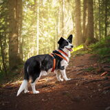 Foto van Bush dog