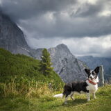Foto van Bush dog