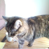 Dit is onze kat Flappie
