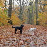 Foto van sylvia
