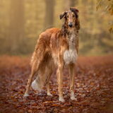 Dialga 1 jaar oud, foto door Created By Korlieke