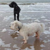 Foto van sylvia