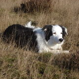 Bodhi op de hei...