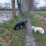 Foto van sylvia