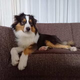 Foto van Baasje van Spaiky† en Odie