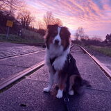 Foto van Baasje van Spaiky† en Odie