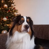 Foto van Baasje van Spaiky† en Odie